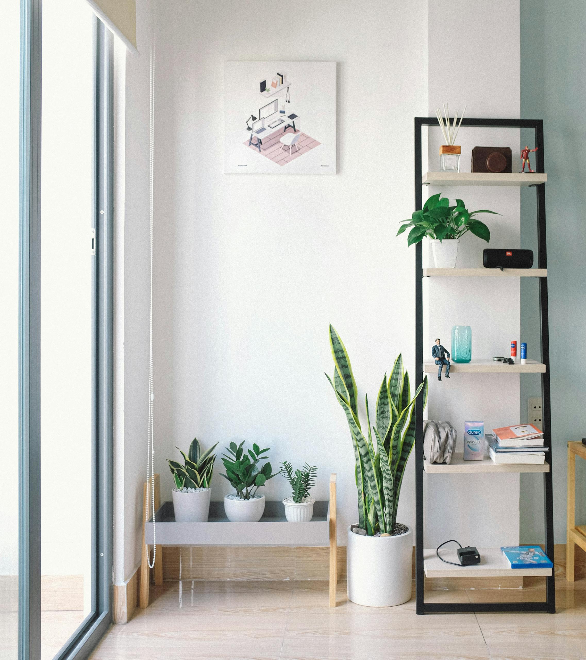 Rectangular White and Black Wooden Display Rack Beside Green Snake Plant